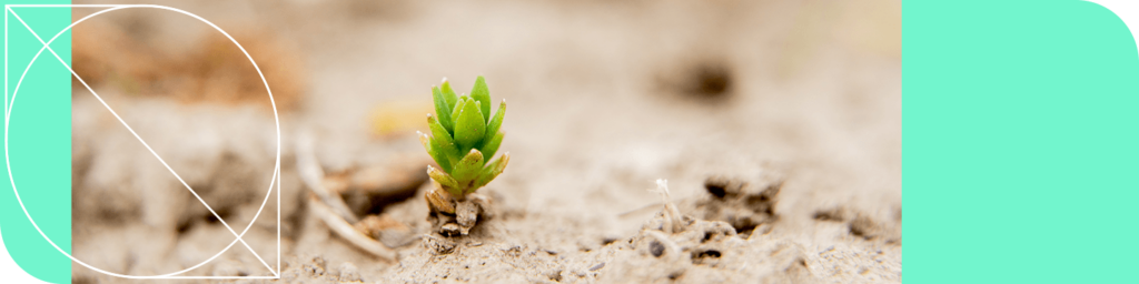 A small plant sprouting from a hard, sandy surface