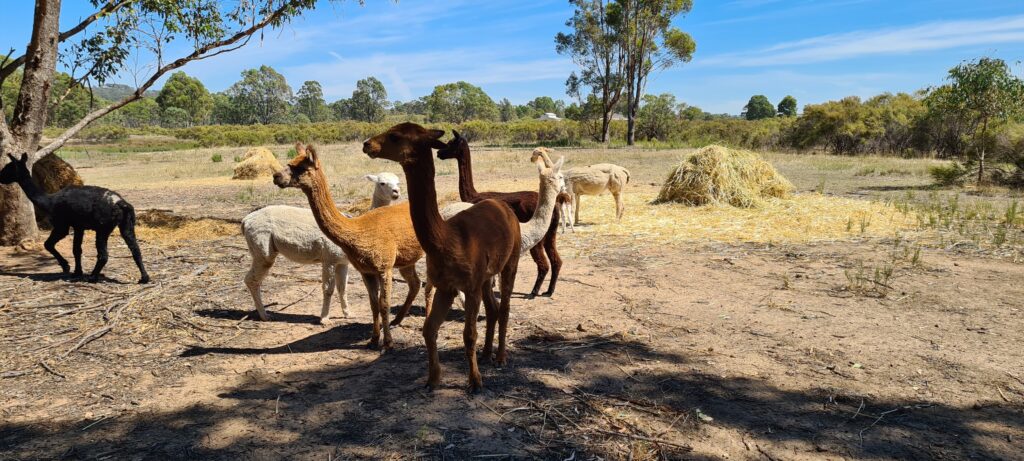 Mac and gang of Alpaca buddies