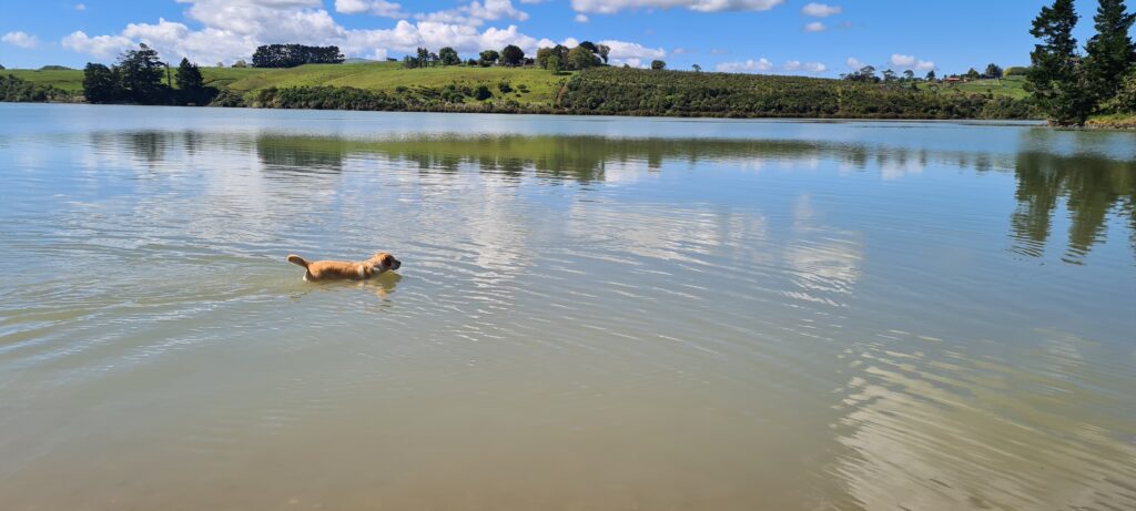 Theo the dog, taking a dip in the water and catching fish.